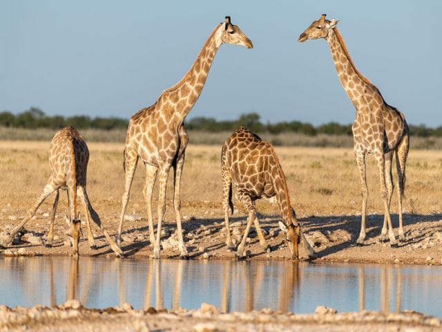Giraffen-Familie