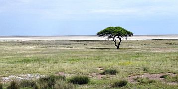 namibia-etosha-park