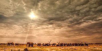 Chobe-nationalpark