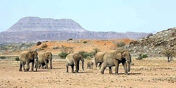 naturschutz-namibia-Wustenelefanten