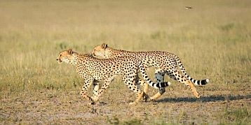 datenschutzerklärung-cheetahs-namibia