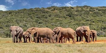 reiseversicherung-elephants-namibia