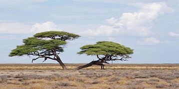 etosha-national-park